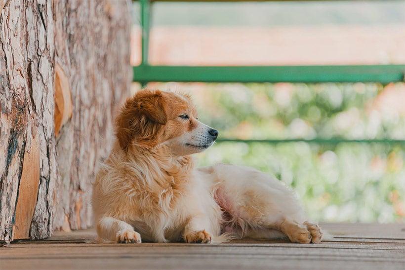 dog laying on deck