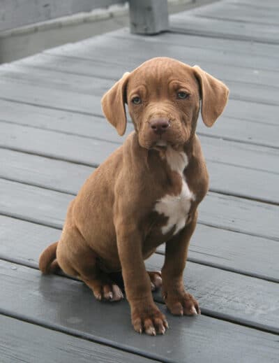 puppy sitting on composite deck