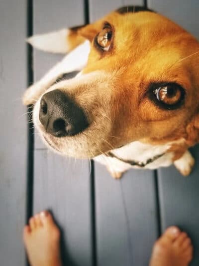 beagle pupply looking upward from deck