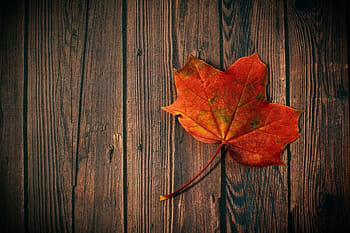 maple leaf on wood deck in fall